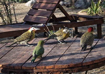 Detalle del alojamiento